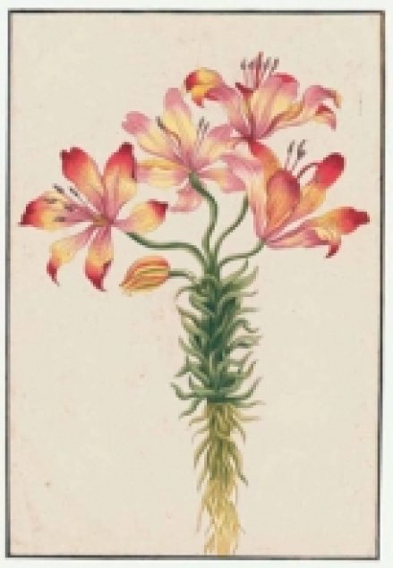 Passion for Flowers. Drawings of the Van Berkhey Collection (eBook) Passion for Flowers. Drawings of the Van Berkhey Collection (eBook)